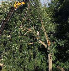 Arborists landscape designers & consultants snow removal service. About Us Columbus Tree Care