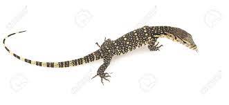 See contact information and details about monitor lizard. Asian Water Monitor Lizard Varanus Salvator Auf Weissem Hintergrund Lizenzfreie Fotos Bilder Und Stock Fotografie Image 3419404