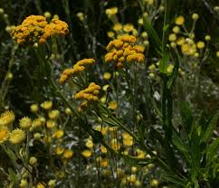 Image result for Nidorella auriculata