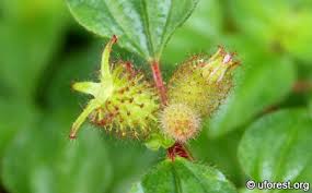 Image result for Dissotis alata