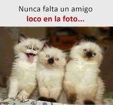 Memes Chistes Humor Funny Invequa Memegato Memesgatos Invequa Memes En Espanol Memes De Perros Memes Memes Divertidos Memes Perros Meme Divertido
