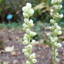 Image result for Heuchera cylindrica Greenfinch
