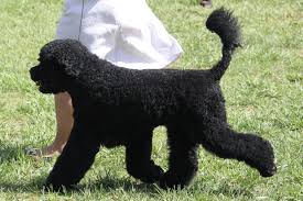 Portuguese Water Dog Breed Information Portuguese Water Dog