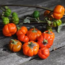 Image result for Solanum aethiopicum