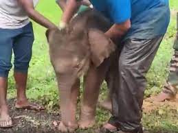 One-Month-Old Elephant Rescued In Chhattisgarh