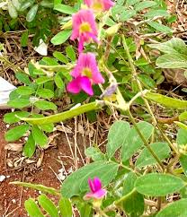 Image result for Tephrosia purpurea