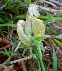 Image result for Megalochlamys hamata