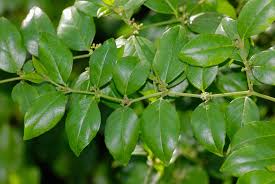 Image result for Cassinopsis ilicifolia