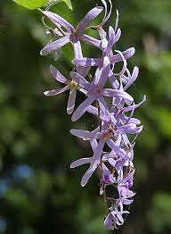 Image result for Petrea