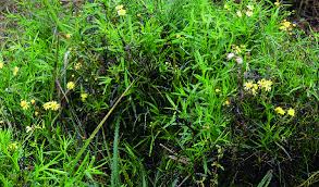 Image result for Senecio madagascariensis