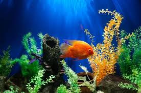 We did not find results for: Pencinta Ikan Wajib Punya 8 Jenis Ikan Hias Yang Populer Ini