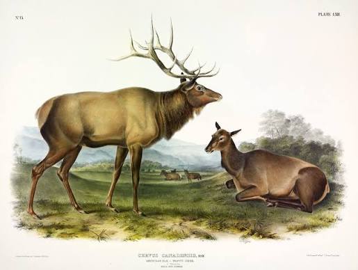 Eastern elk - Wikipedia