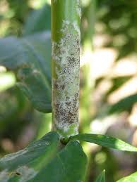 The flowers were mashed together. Powdery Mildew In The Flower Garden Umn Extension
