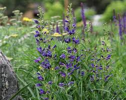Prune spent flowers off plant in season and prune close to ground in late winter or early spring to remove old growth. Photo Of The Entire Plant Of Beard Tongue Penstemon Barbatus Riding Hood Delft Blue Posted By Dirtdorphins Garden Org