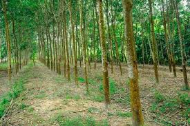 Image result for Grewia arborea