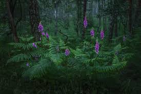 It passes the bright stars that are prominent in the evening sky during the winter season in the northern hemisphere. D Gephdyjkjc7m