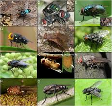 Monophyletic blowflies revealed by phylogenomics | BMC Biology | Full Text