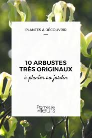 Blanc ou rose, la fleur des mauves apparaît en été. 10 Arbustes Originaux A Planter Au Jardin Promesse De Fleurs