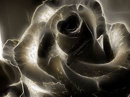 Black Rose Desktop Nexus Wallpapers Black Roses Wallpaper Black Rose Picture Rose Wallpaper