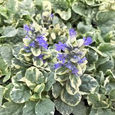 Image result for Ajuga