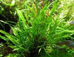 Image result for Mesanthemum africanum