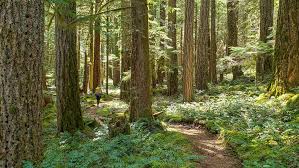 The mckenzie river trail has long been legendary among oregon mountain bikers for its technical challenges, considerable length, and stunningly beautiful scenery. Mckenzie River Trail Backpacking Guide Cleverhiker