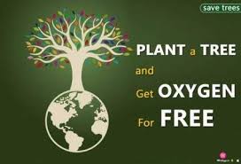 This is an extensive collection of best quotes about trees along. Best Plants Quotes Birthday 49 Ideas Plants Quotes Tree Planting Quotes Birthday Wishes And Images