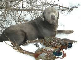 We also believe that a lab should be your hunting pal, family pet, personal companion and much more. Silver Labrador Akc Akc Registered Breeders Iowa