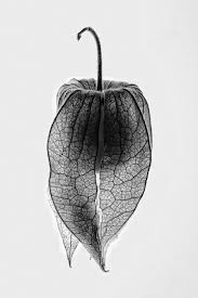 Art Black And White Pictures Of Nature Photographing Sculpting Leaf Skeletons Shows Connectivity Www Annsymes Artist Co Uk Patterns In Nature Natural Forms Natural Form Art