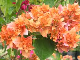 Image result for Bougainvillea sp. cultivar