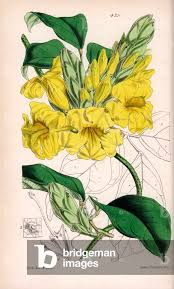 Image result for Adenocalymma