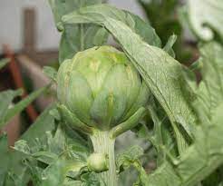 Thistles And Artichokes