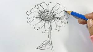 Speed drawing of flower sunflower colored pencil timelapse youtube. How To Draw A Sunflower Step By Step Hihi Pencil Youtube