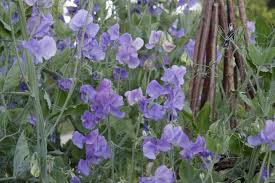 Pin Auf Blumen Und Baume In Garten Und Zimmerpflanzen