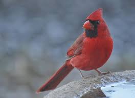 Birds That Start With Red Gbbc Great Backyard Bird Count Great Backyard Bird Count Animals Bird