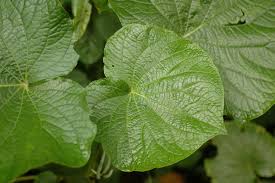 Image result for Piper umbellatum