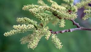 Image result for Morus