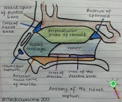 Some displacement is common, affecting 80% of people, mostly without their knowledge. Memorizing How To Draw The Nasal Septum Nasal Septum How To Memorize Things Brain Anatomy