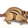 Chipmunks are the cutest most tirkey abstract doodle zentangle coloring pages colouring adult detailed advanced printable kleuren. 1