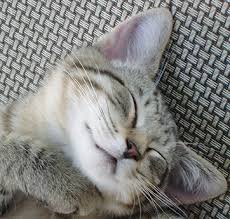 Discover causes of cat head shaking and their appropriate treatments. Feline Ear Infections A Cause Of Ear Problems In Cats