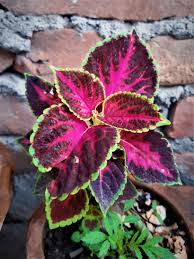 Image result for Coleus tetragonus
