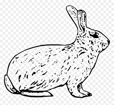 Also, find more png clipart about winter clipart,donkey clipart,pattern clipart. Transparent Easter Bunny Clip Art Arctic Hare Clipart Black And White Hd Png Download 1024x895 Png Dlf Pt