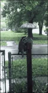For Animated Gifs A Raccoon Kit Hides From The Rain Under An Cute Creatures Cute Funny Animals Funny Animals