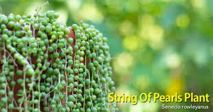 Your beads plant string stock images are ready. String Of Pearls Plant Growing Care And Propagation Of Senecio Plant