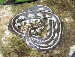 Eastern hognose snakes (heterodon platirhinos), also called puff adders, are widespread throughout the eastern us from new england to. Basic Information Sheet Kingsnakes Lafebervet