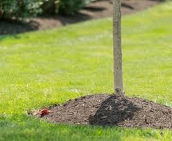 Check spelling or type a new query. Why You Need To Keep Mulch Away From Tree Trunks Davey Blog
