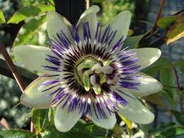 Passiflora Caerulea Blue Passion Flower Shoot Blue Passion Flower Passiflora Caerulea Passion Flower