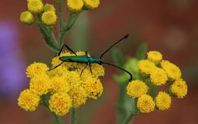 Image result for Nidorella resedifolia