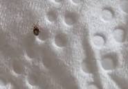 Keep finding these guys on my cat. Less than 1mm (toilet paper for ...