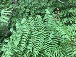 Image result for Osmunda regalis